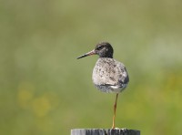 Robbenjager en Renvogelveld